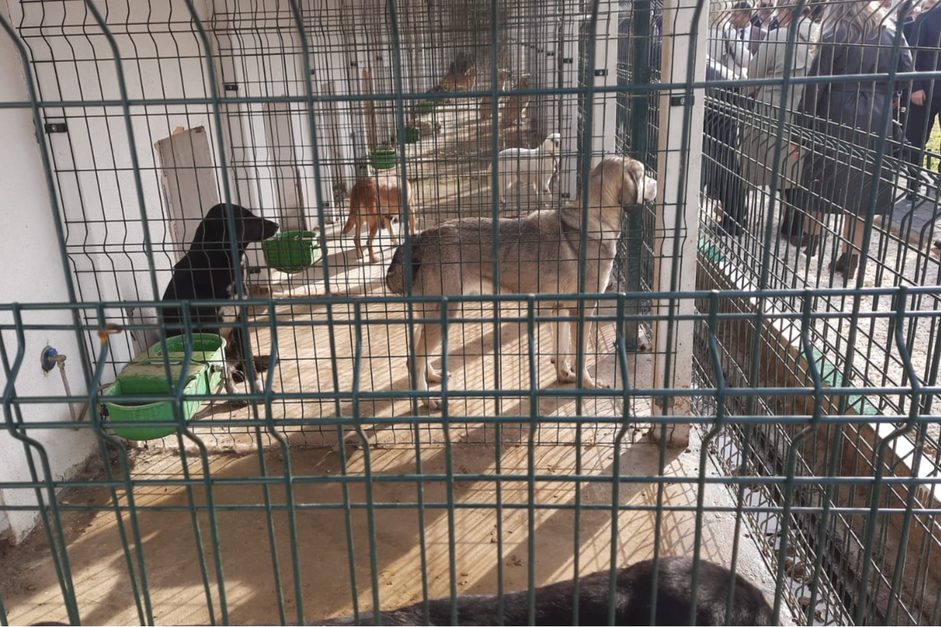 Orhangazi Sokak Hayvanları Barınma ve Rehabilitasyon Merkezi Açıldı