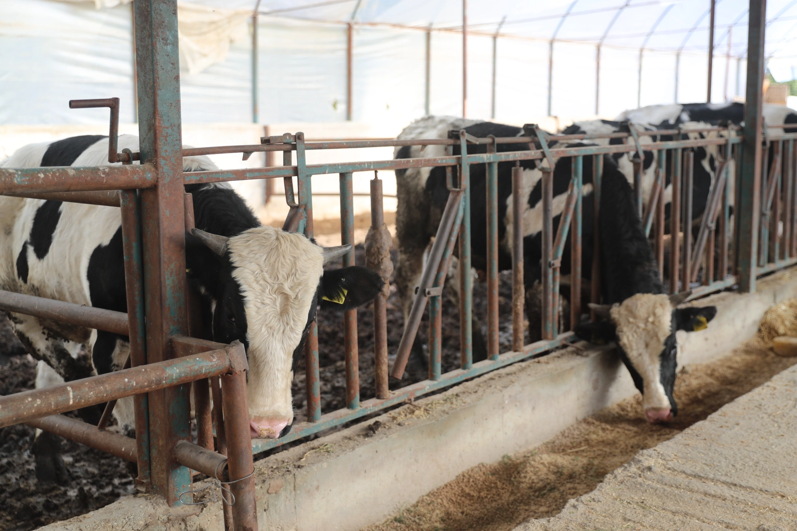 Antalya'da B&uuml;y&uuml;kşehir'den Hayvancılığa Tam Destek