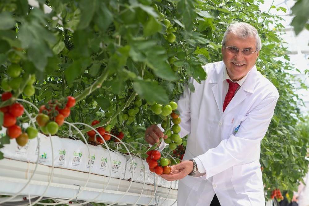 Sakarya'da domates hasadı yakında başlayacak