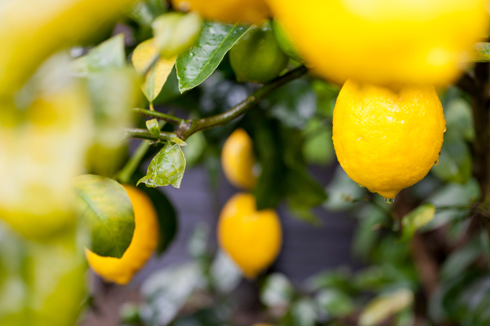 T&uuml;rkiye&rsquo;nin Limon İhracatı 500 Milyon Dolara Koşuyor