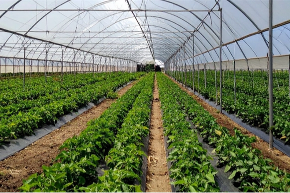 Adana Karataş&rsquo;ta 1,2 Milyar Liralık Sera Yatırımı