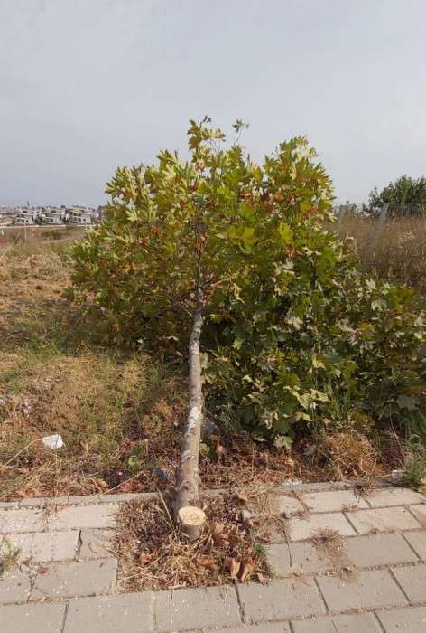 Ağaç kesimiyle ilgili incelemeler başlatıldı 