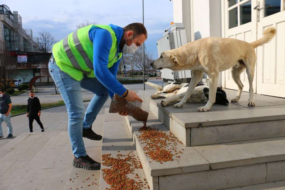 Herkes evde Yalova Belediyesi can dostlar için görevde 