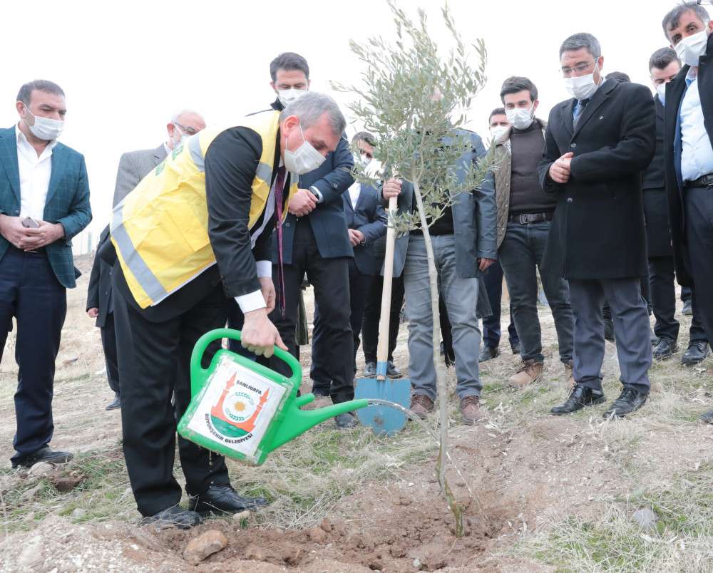 B&uuml;y&uuml;kşehirden yeni yerleşim alanlarında ağa&ccedil; dikim 