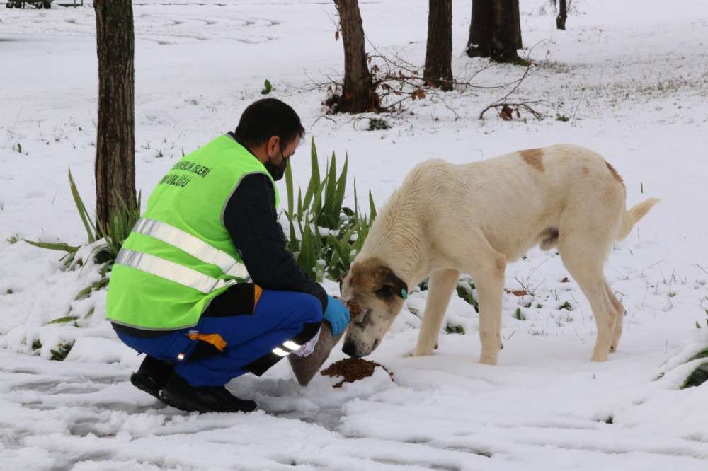 Sokaktaki canlar kar yağışında da unutulmadı
