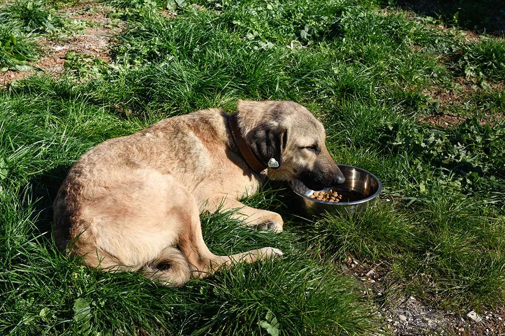 Adana'da sokak köpeği hayata döndürüldü