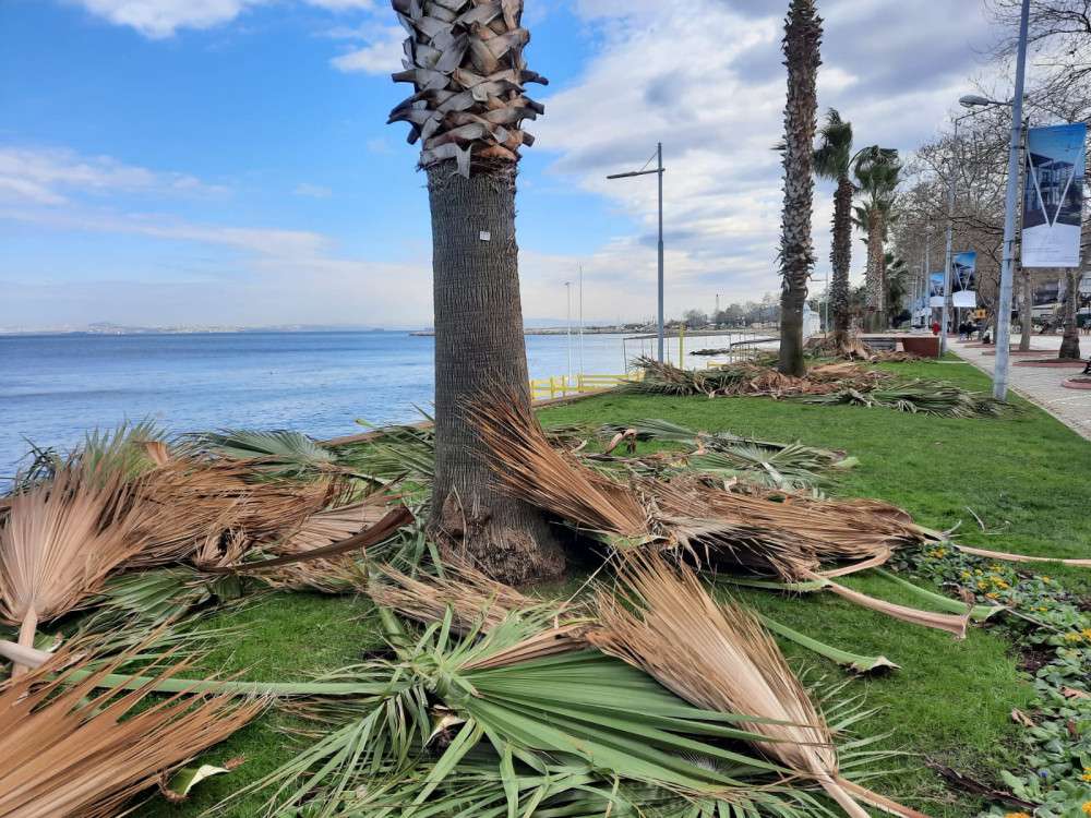 Yalova'da palmiyeler kışlık bakıma alındı 