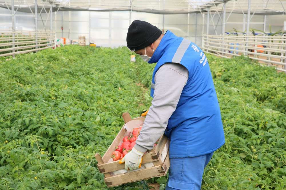 Aydın Büyükşehir bu yıl da ata tohumlarından sebze hasadına başladı