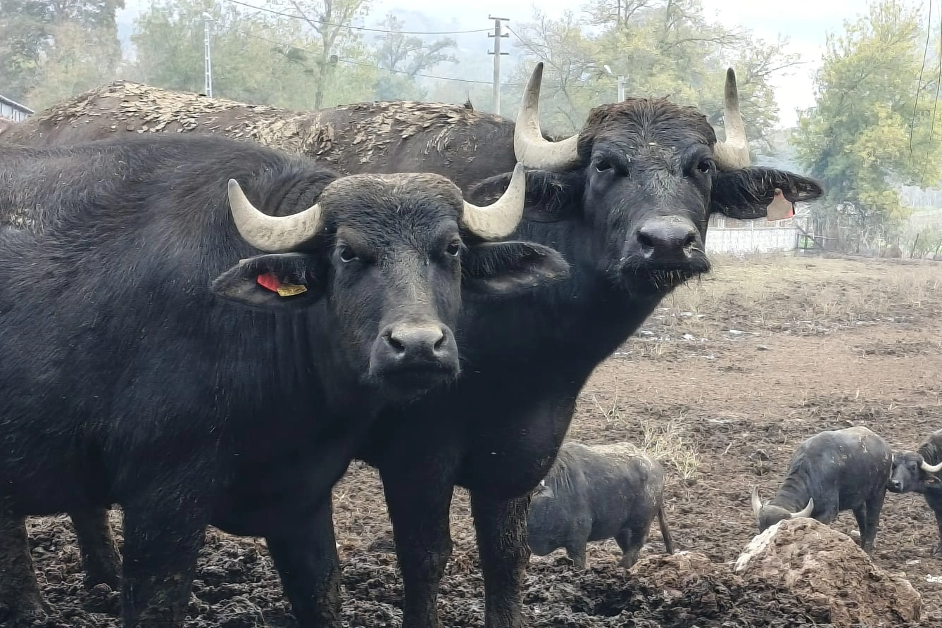 Kocaeli’de Manda Sayısı Büyükşehir’in Desteğiyle Artıyor