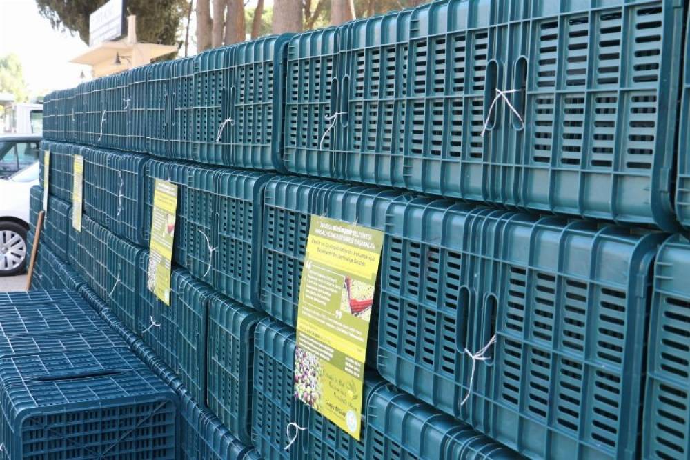 Manisa'da kasalar hazır, Eylül'de dağıtılacak... Yüzde 100 hibeli 60 bin zeytin kasası dağıtılacak