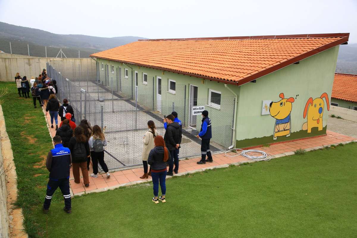 3 bin 174 can dost sahiplendirilerek yeni yuvalarına kavuştu