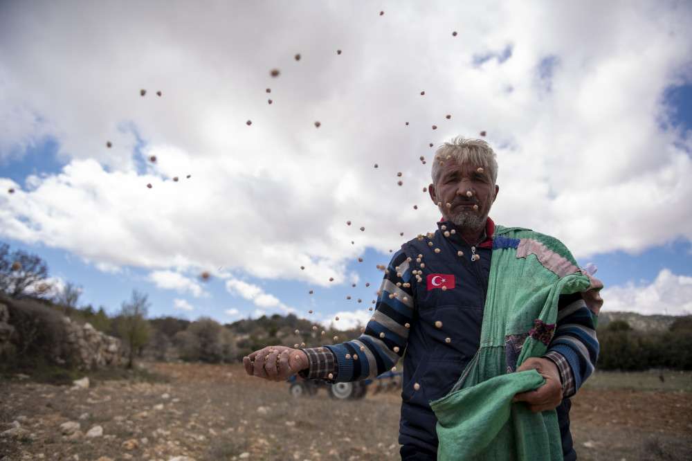 Gülnar'da atalık nohut tohumları toprakla buluştu