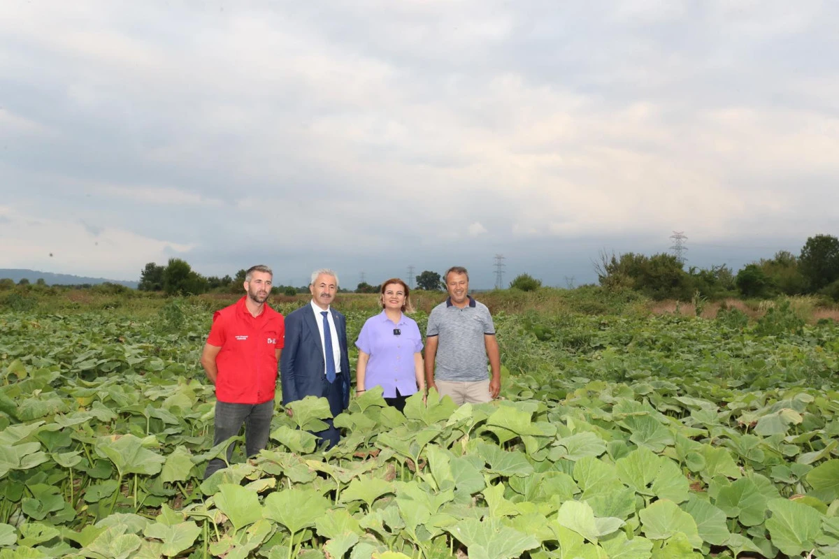 İzmit Belediyesi'nden Balkabağı Üretimine Yerel Destek
