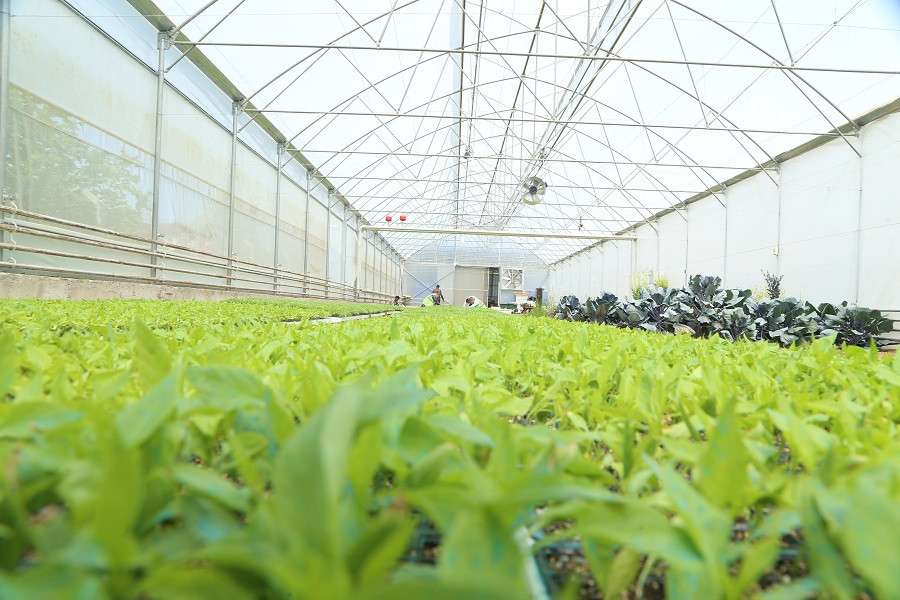 Ordu Büyükşehir kendi yetiştirdiği fideleri üreticilerle buluşturuyor