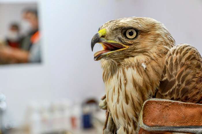 Silahla yaralanan kızıl şahine Büyükşehir şefkati