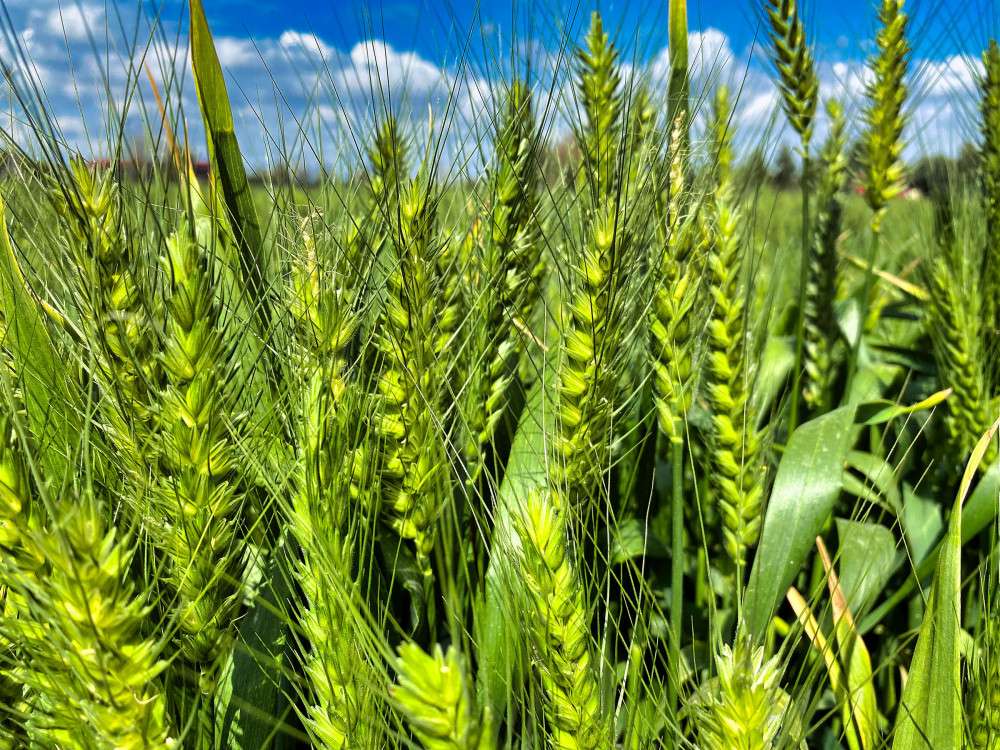 Tarsus'un Belediye arazilerinde kunduru buğdayı yetişiyor